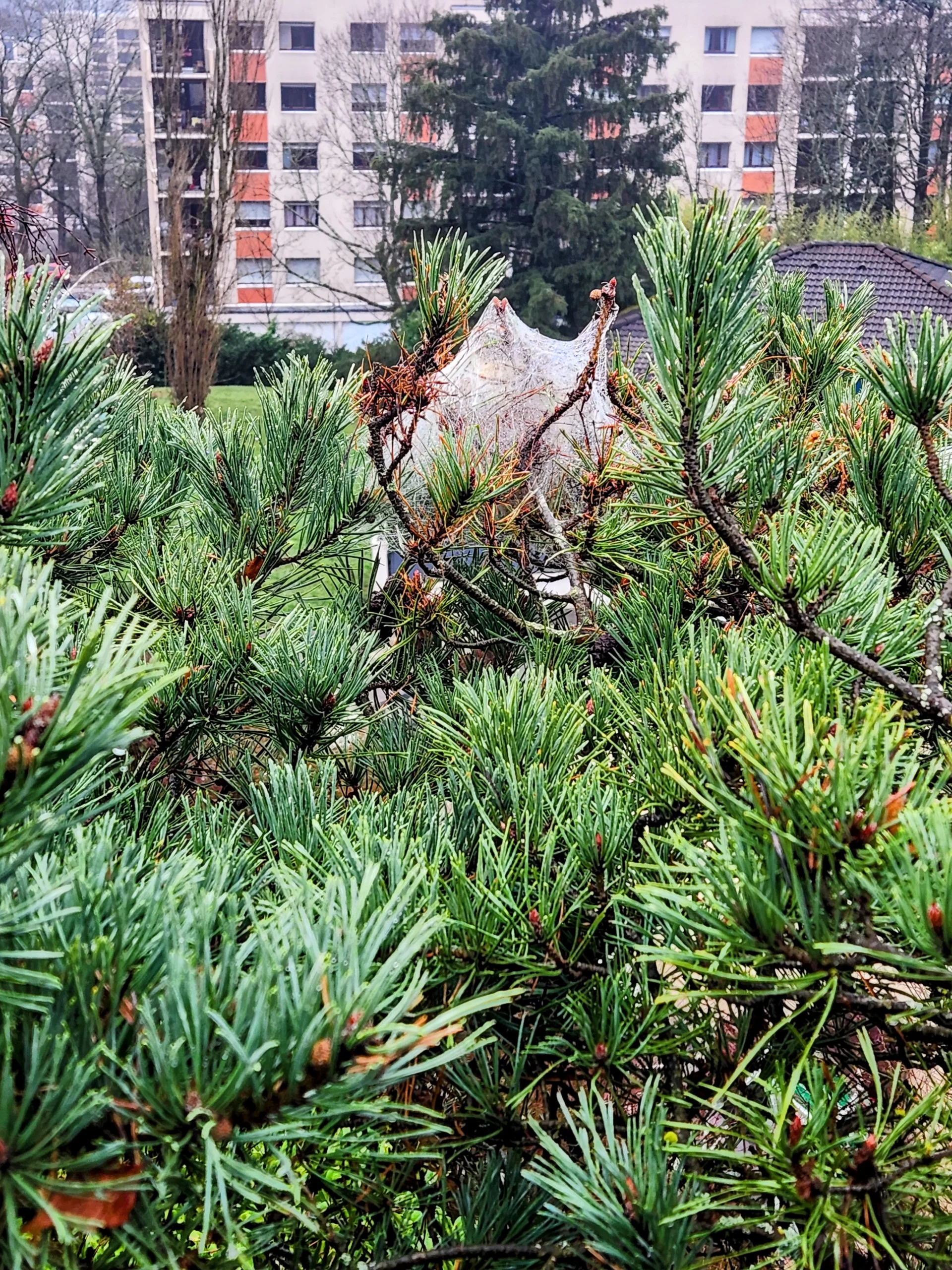 Nid de chenilles processionnaires dans un pin — Rhône (69)