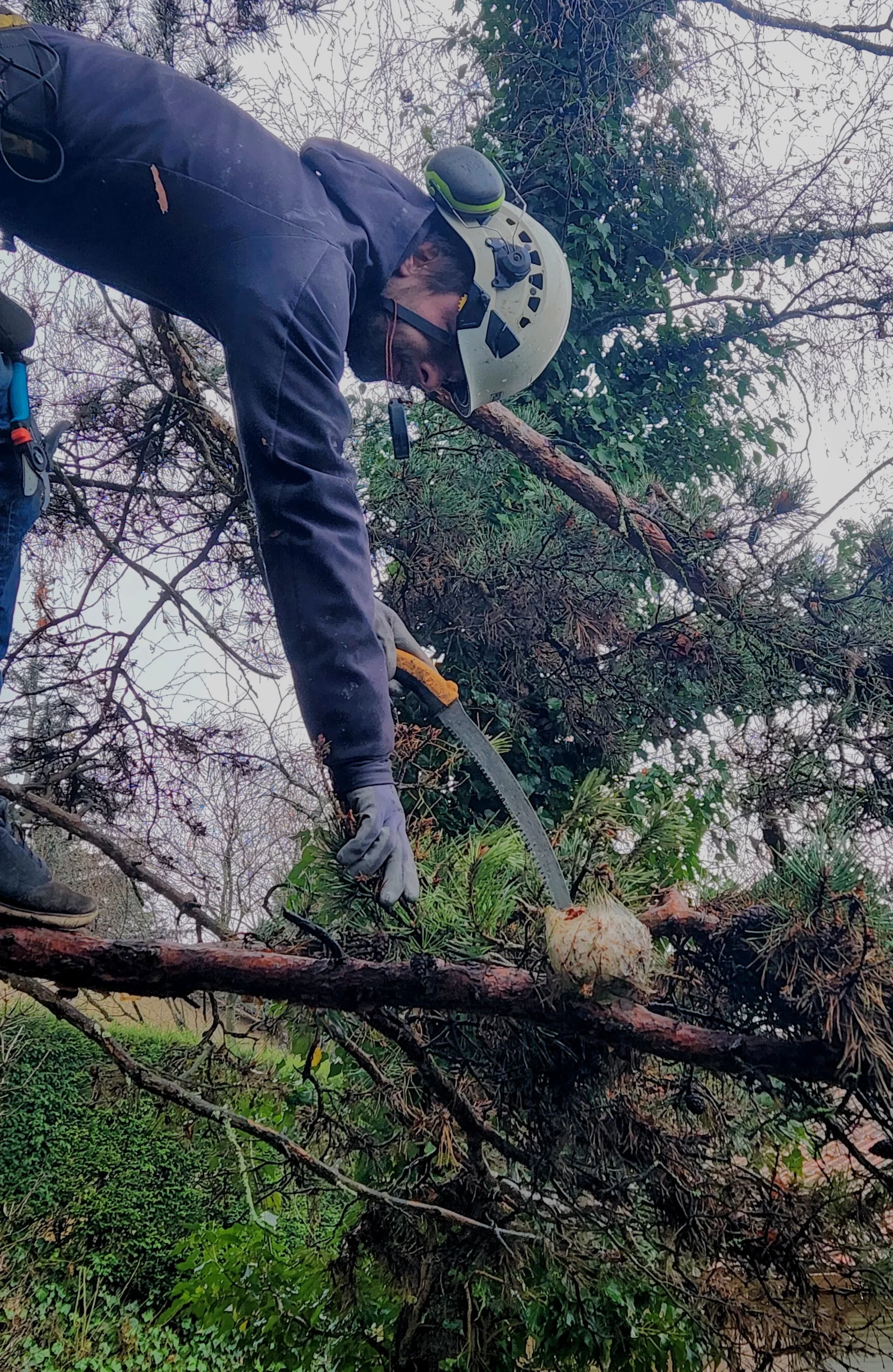 Enlèvement nid chenilles processionnaires par technicien Charmille Élagage avec équipement de protection