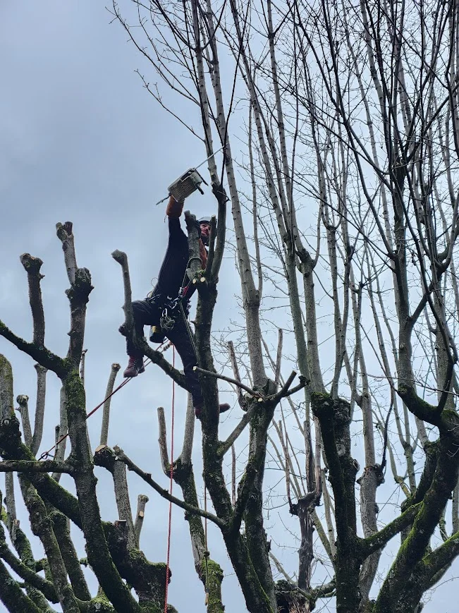 Élagage acrobatique en hauteur par un grimpeur élagueur Charmille Élagage à Lyon