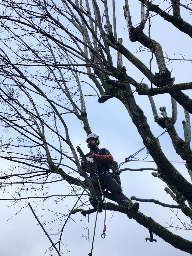 Charmille Élagage entretien d'espaces verts pour des professionnels à Lyon