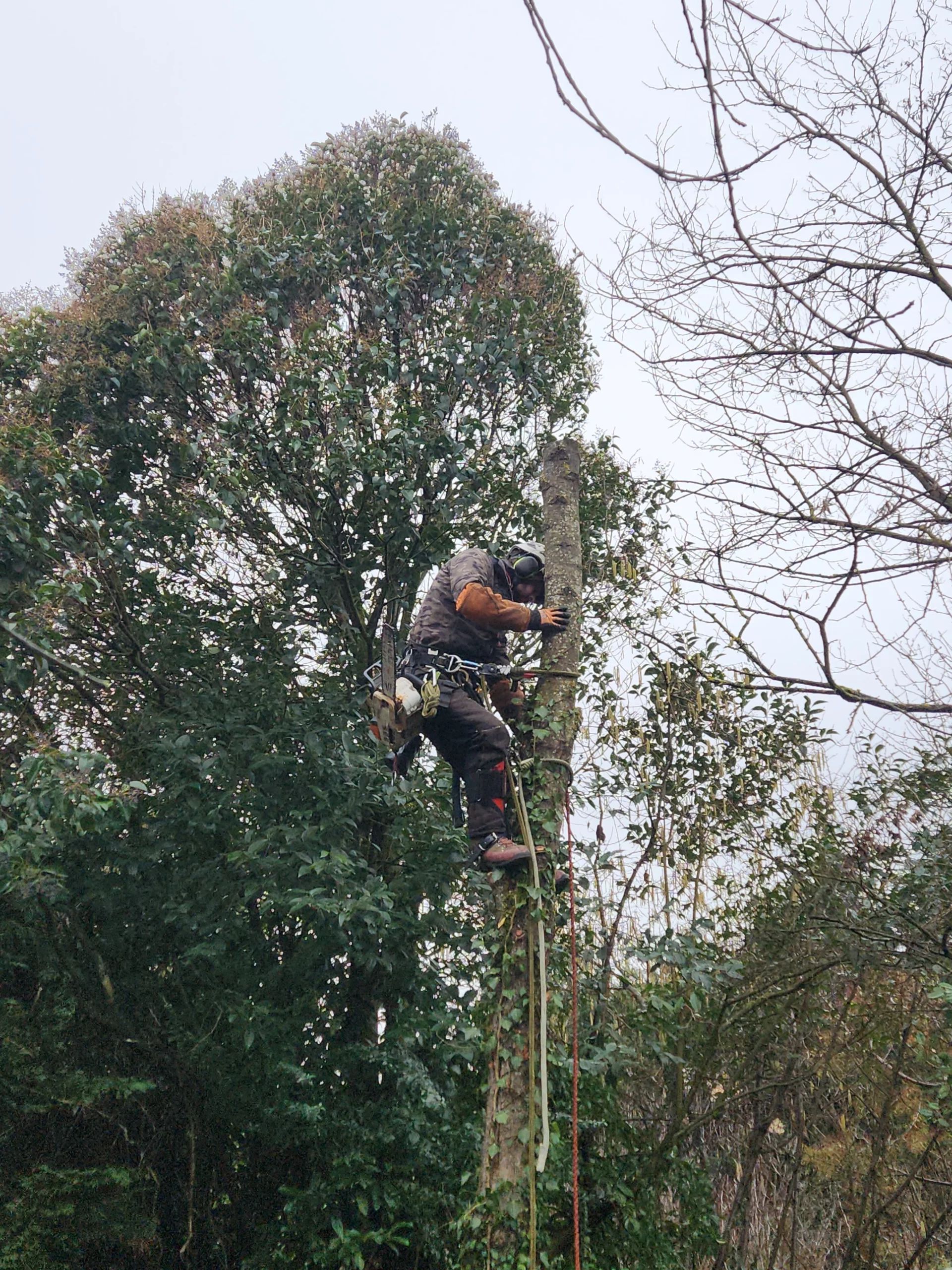 Abattage arbre Sainte-Foy-lès-Lyon élagueur professionnel Charmille Élagage