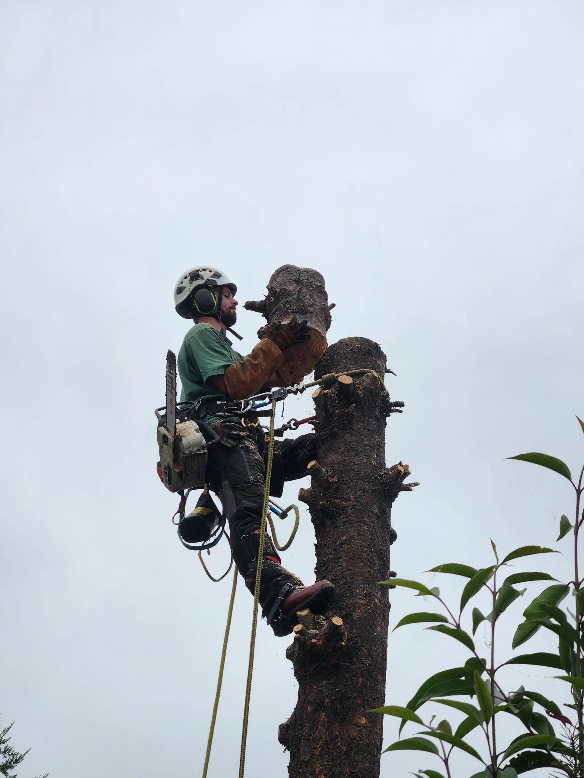 Démontage arbre par tronçons grimpeur élagueur Brignais Charmille Élagage