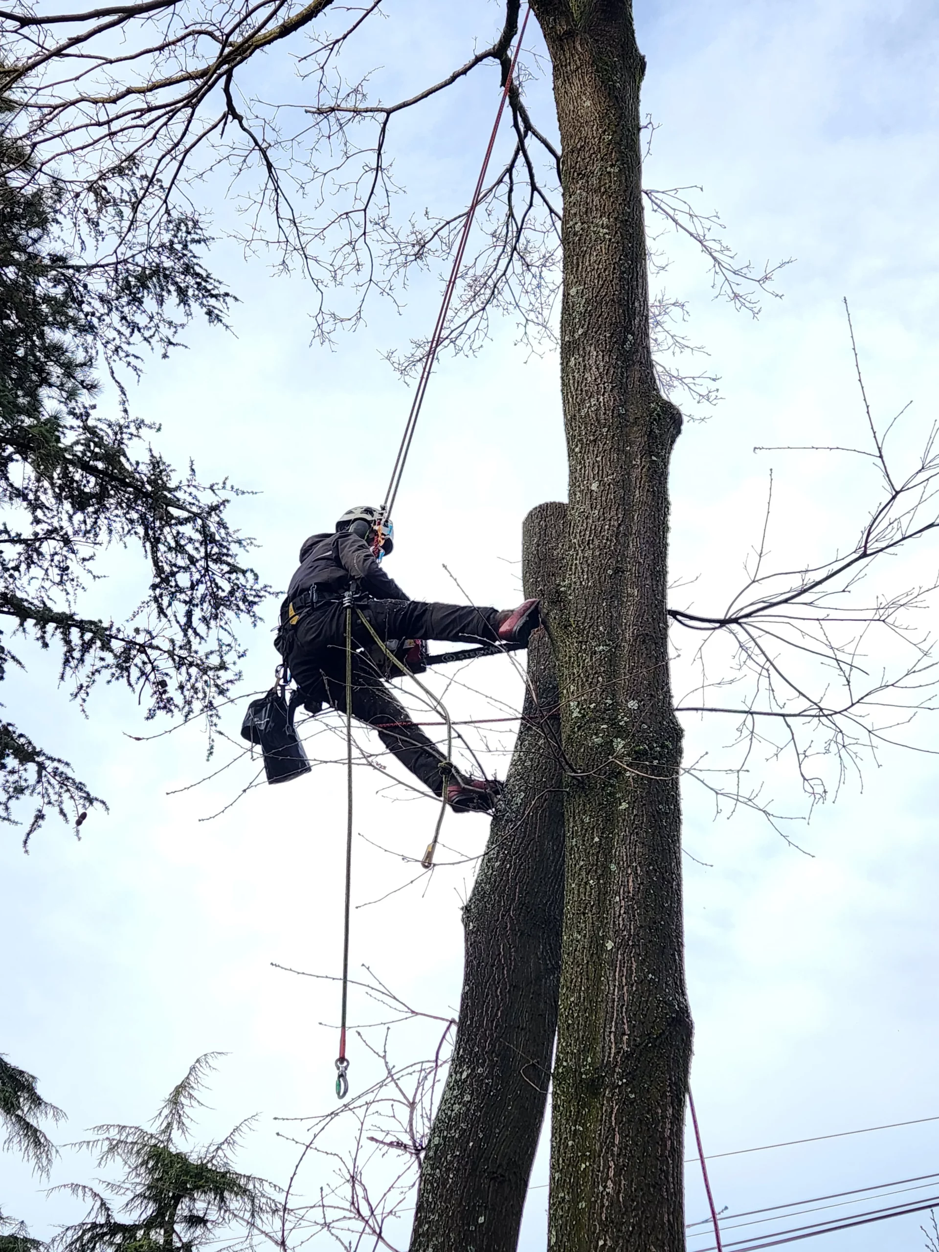 Abattage arbre par grimpeur élagueur certifié Charmille Élagage Lyon agglomération